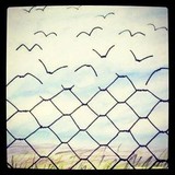 自由，就是放飞梦想